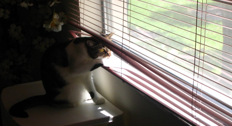 Cat looking through aluminum blinds in San Antonio.